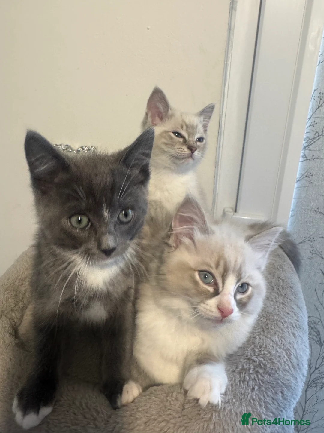 Ragdoll cats for sale: Adorable Ragdoll Kittens - Advert 2