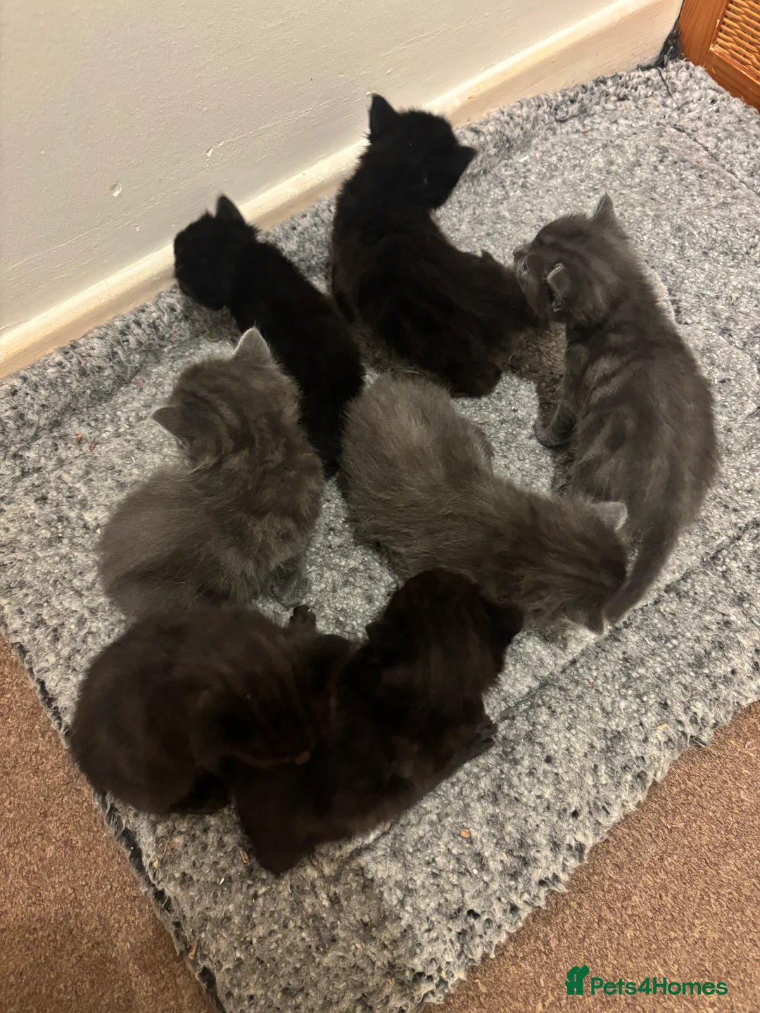 Mixed Breed cats for sale: Beautiful ragdoll x kittens  - Advert 11