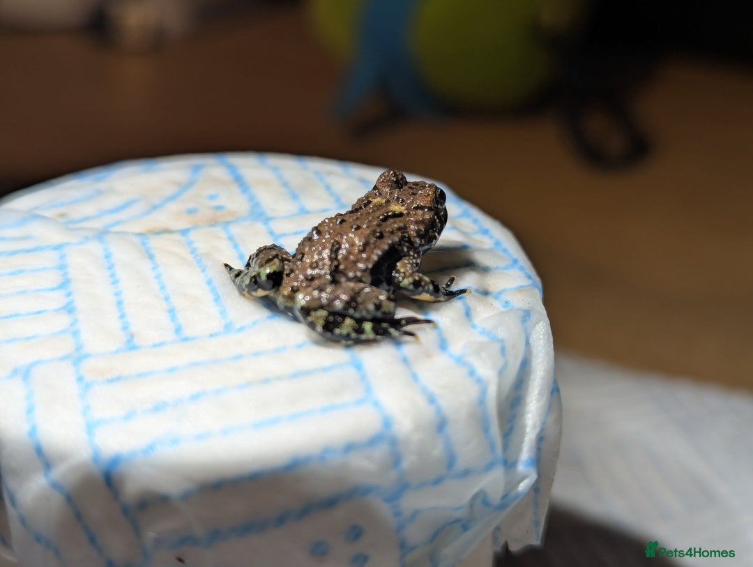 Frog reptiles for sale: Oriental fire-bellied toad (Bombina orientalis - Advert 12