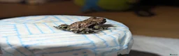 Frog reptiles for sale: Oriental fire-bellied toad (Bombina orientalis - Advert 12