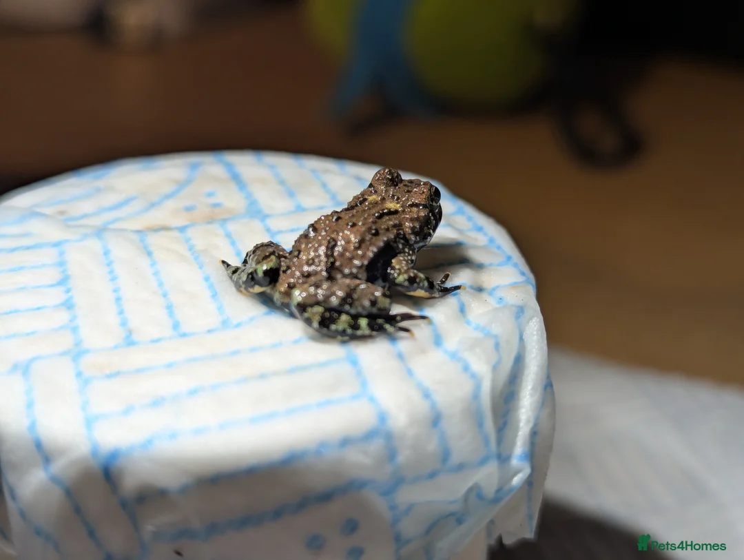 Frog reptiles for sale: Oriental fire-bellied toad (Bombina orientalis - Advert 12