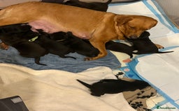 Mixed Breed dogs for sale: Labrastaff puppies for sale - Image 9