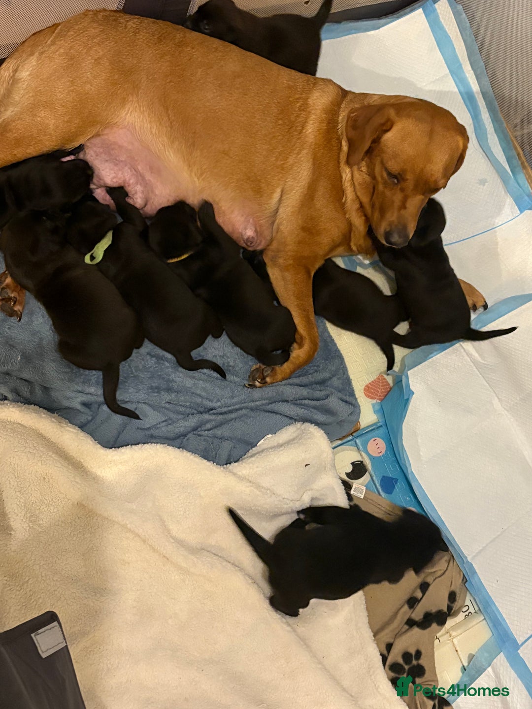Mixed Breed dogs for sale: Labrastaff puppies for sale - Image 9