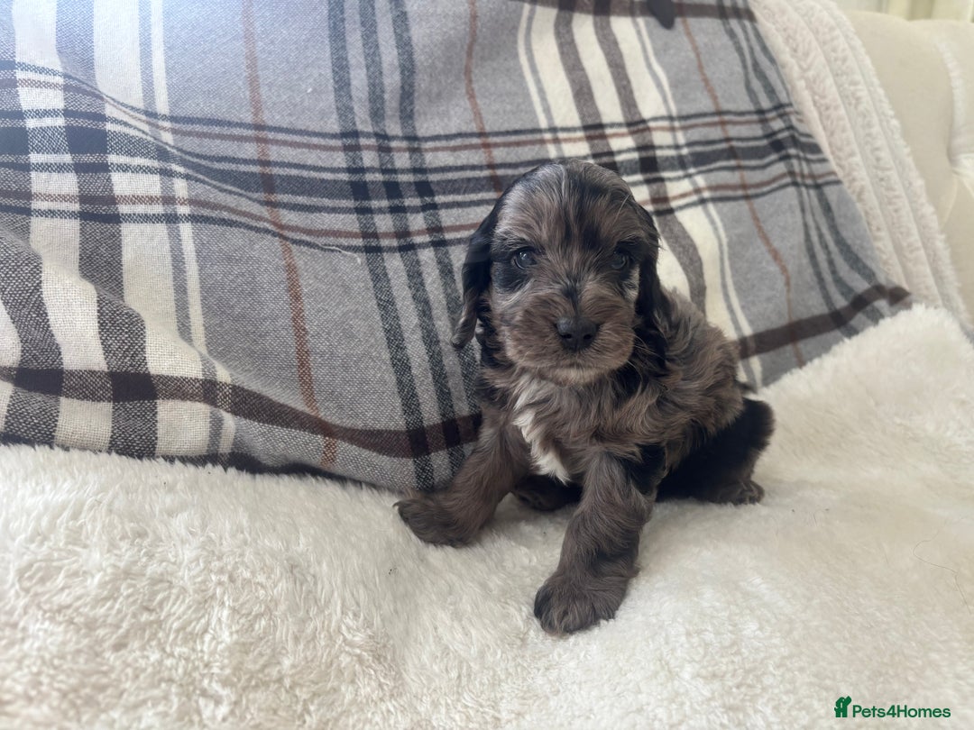 Cockapoo dogs for sale:  🐾SHOW TYPE F1 COCKAPOO PUPPIES 4 BOYS 2 GIRLS 🐾 - Image 3