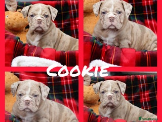 Olde English Bulldogge dogs 🩷Quality olde English ready now 🩷 - Advert 2