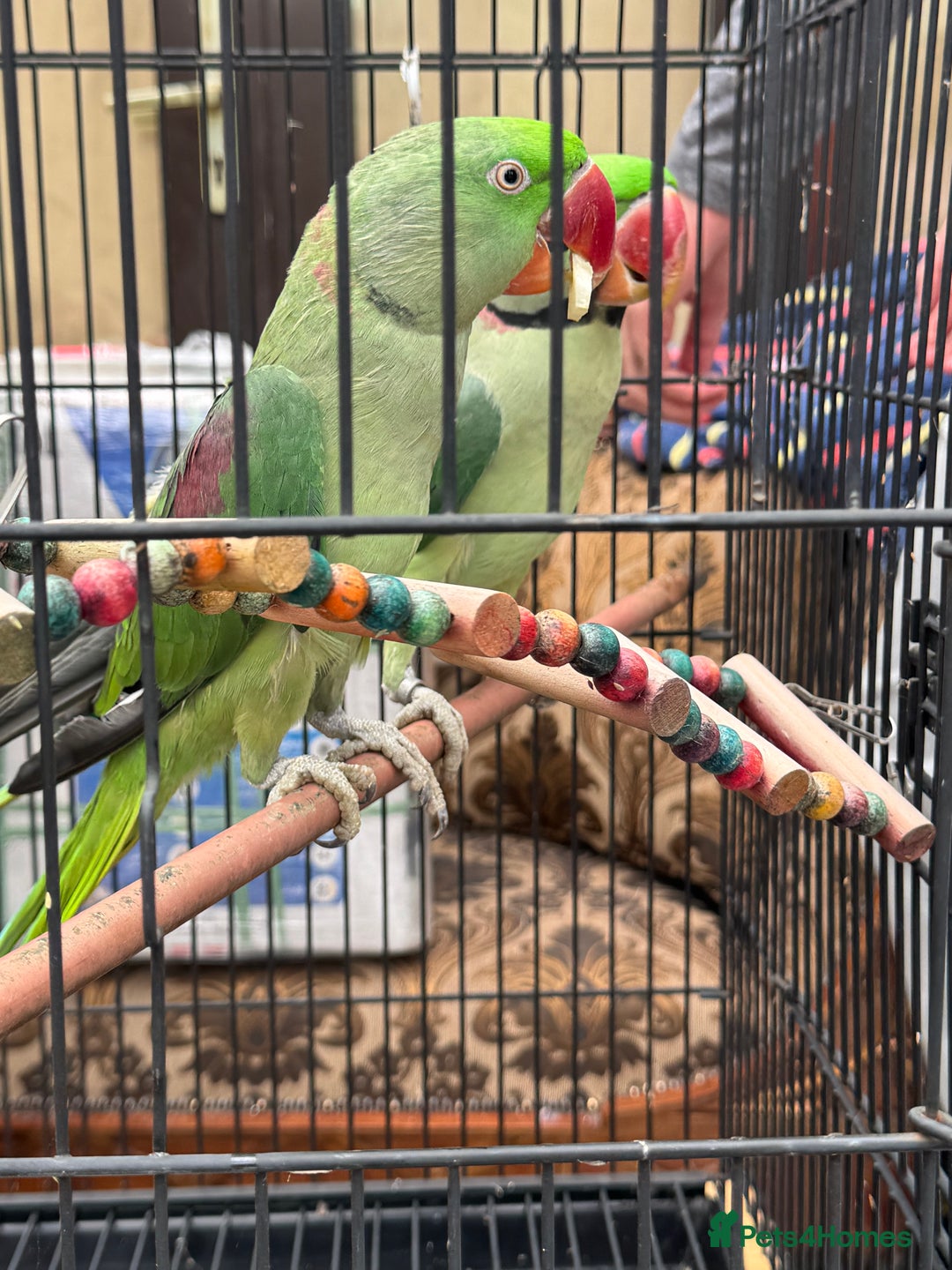 Parrots birds for sale: Pair Of Alexandrine Parrots - Image 8