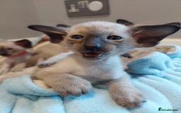 Siamese cats for sale: Siamese GCCF Registered Kittens - Image 5