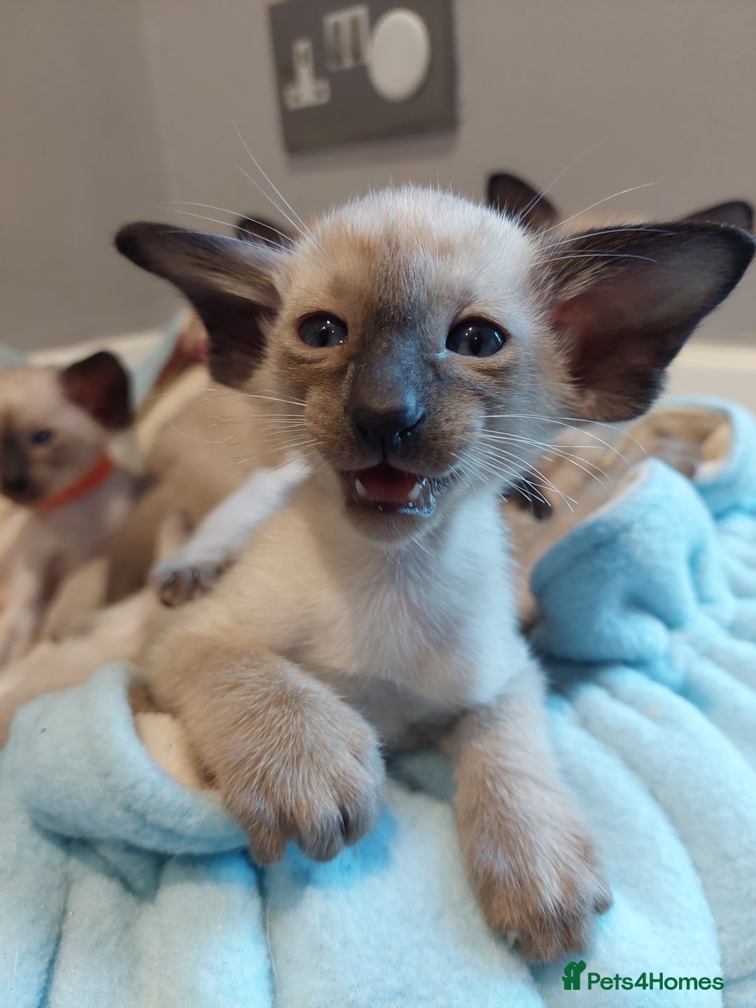 Siamese cats for sale: Siamese GCCF Registered Kittens - Image 5