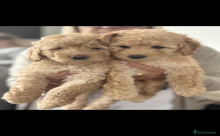 Labradoodle dogs - Advert 1
