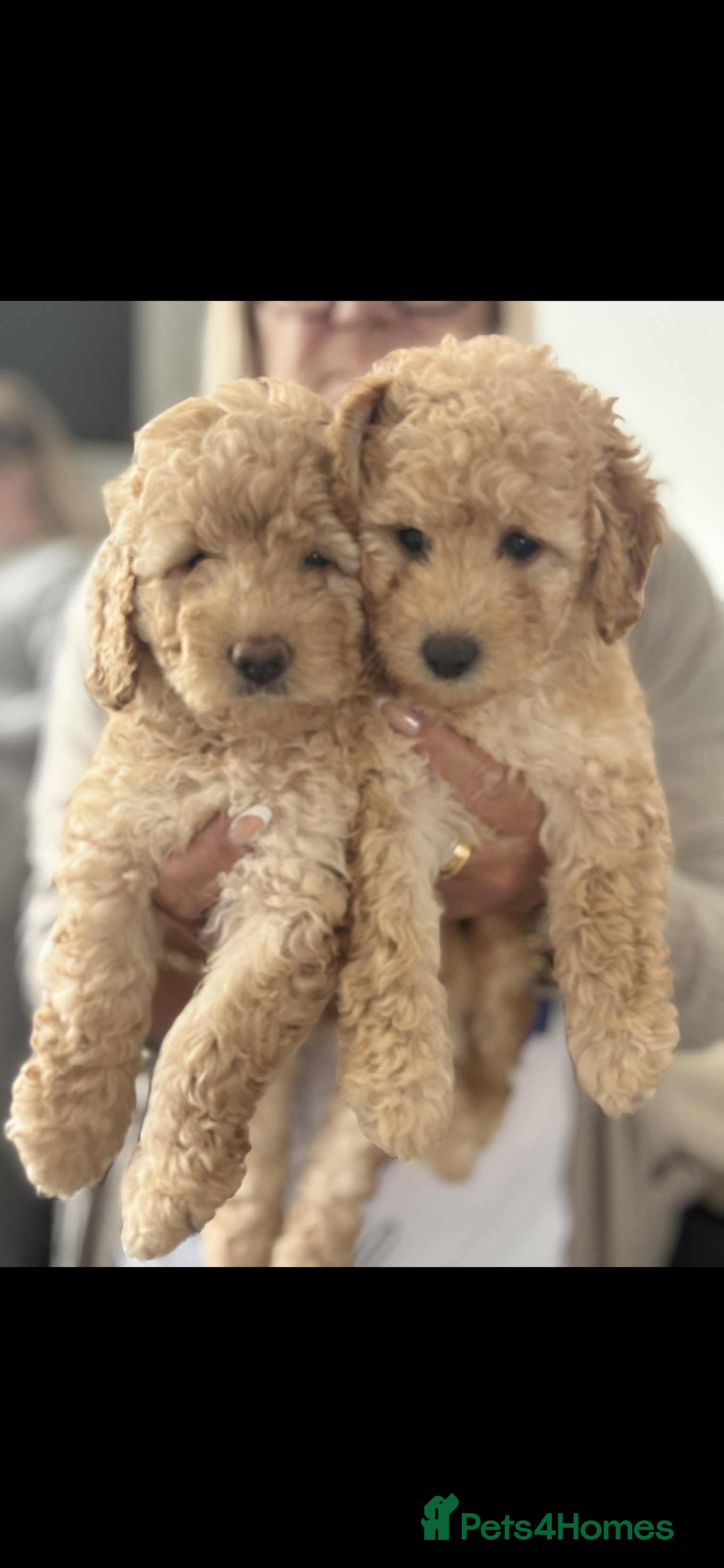 Labradoodle dogs for sale: Labradoodle puppies  - Image 1