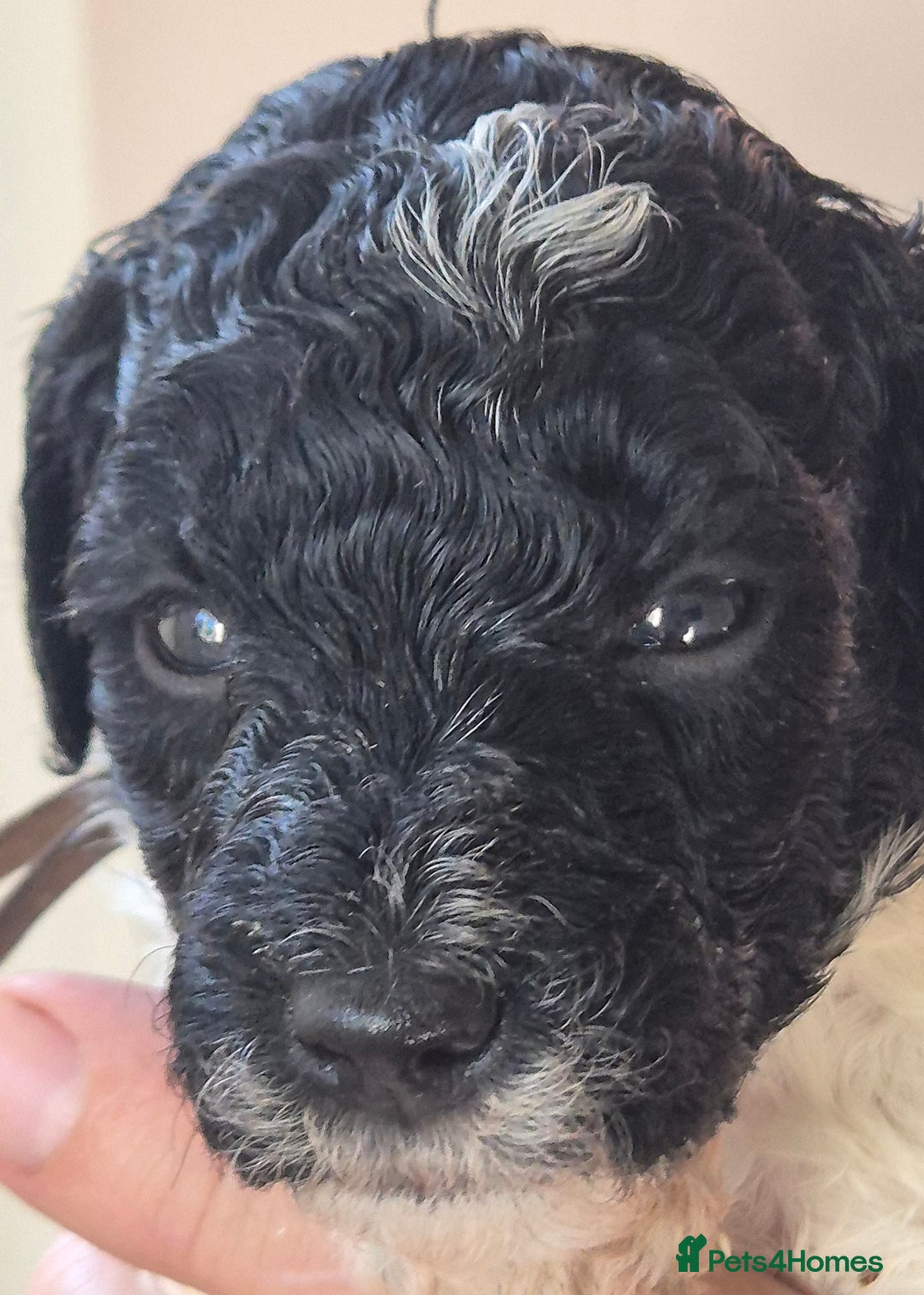 Miniature Poodle dogs for sale: KC registered parti poodles - Image 2