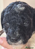 Miniature Poodle dogs - Advert 8