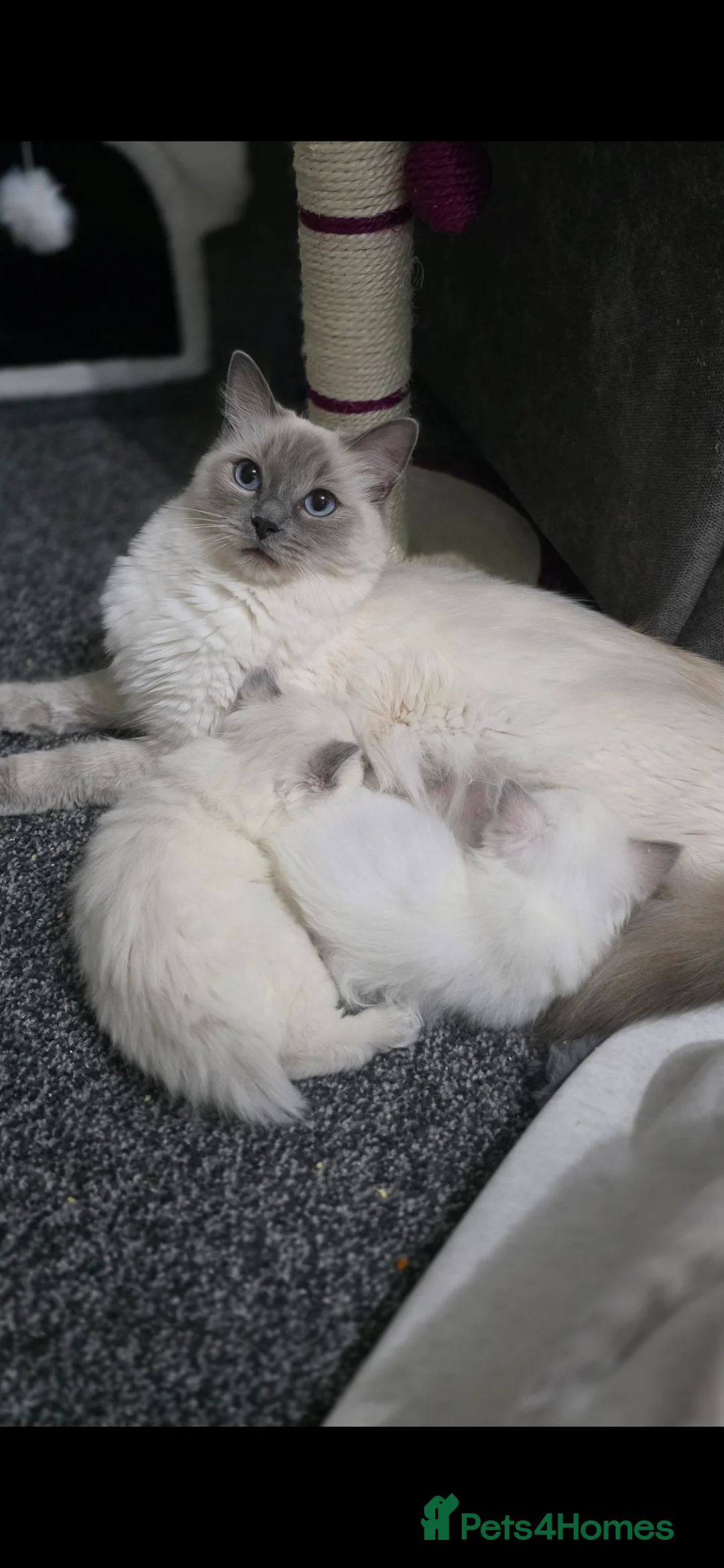 Ragdoll cats for sale: Blue point Ragdoll kittens for sale  - Advert 12