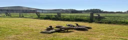 Emus poultry for sale: Emu Chicks - Advert 2