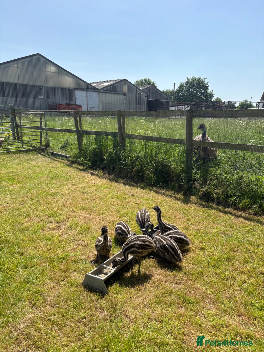 Emus poultry for sale: Emu Chicks - Advert 2