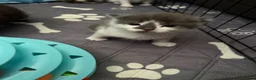 Domestic Shorthair cats for sale: Kittens  - Advert 2