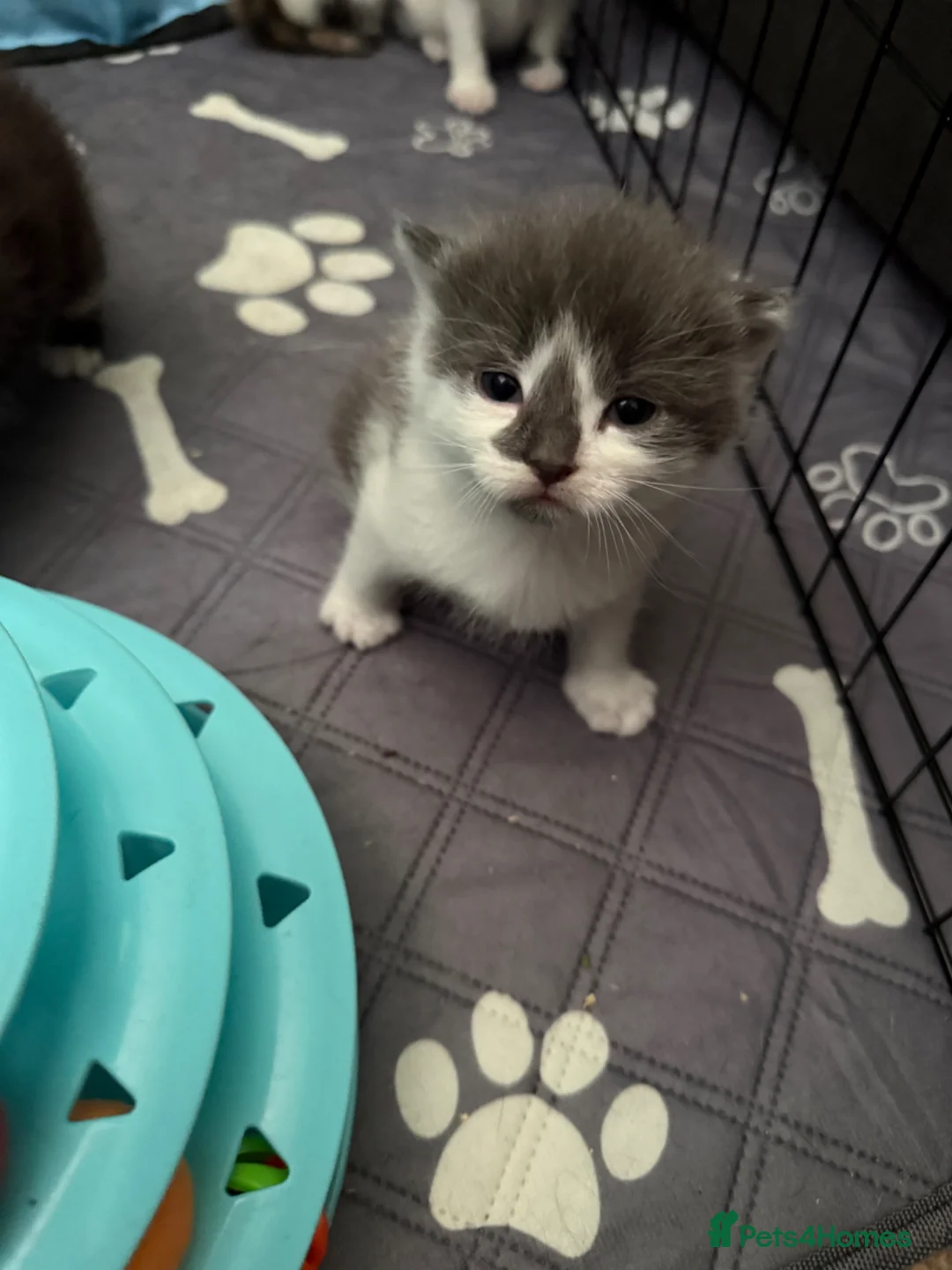 Domestic Shorthair cats for sale: Kittens  - Advert 2
