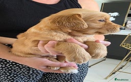 Golden Retriever dogs for sale: Dark Working Golden Retriever puppies  - Image 12