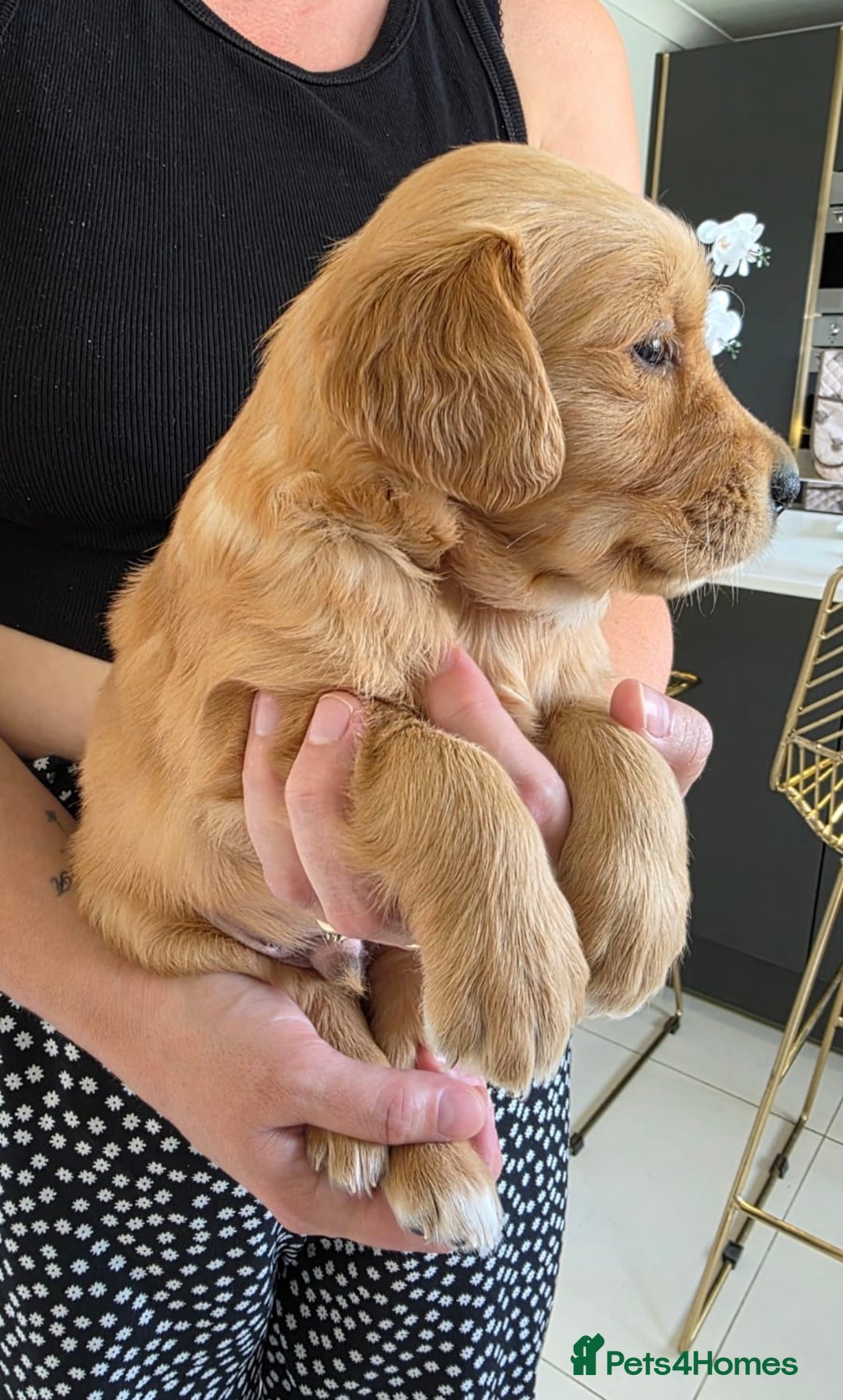 Golden Retriever dogs for sale: Dark Working Golden Retriever puppies  - Image 12