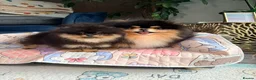 Pomeranian dogs for sale: Black and Tan Pomeranian girl - Advert 4