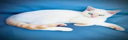 Scottish Fold cats for sale: 🩷Beautiful Scottish Fold/Straight kittens🩷 - Advert 4
