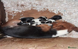 Jack Russell dogs for sale: Jack russell puppy's  - Advert 7