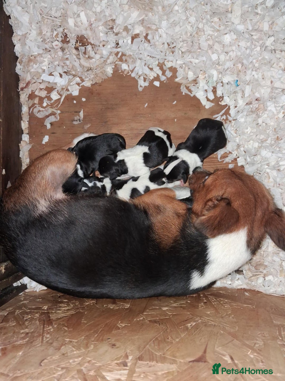 Jack Russell dogs for sale: Jack russell puppy's  - Advert 7