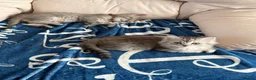 British Shorthair cats for sale: Stunning ragdoll cross BSH litter - Advert 6