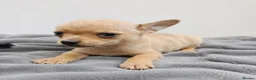 Chihuahua dogs for sale: Chihuahuas *Stunning Litter* LAST ONE Tiny - Advert 4