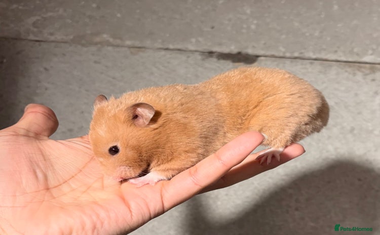 Hamster rodents - Advert 1