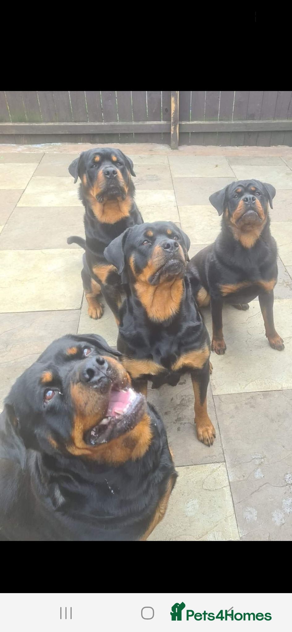Rottweiler dogs Rottweiler pupps for sale  - Advert 2