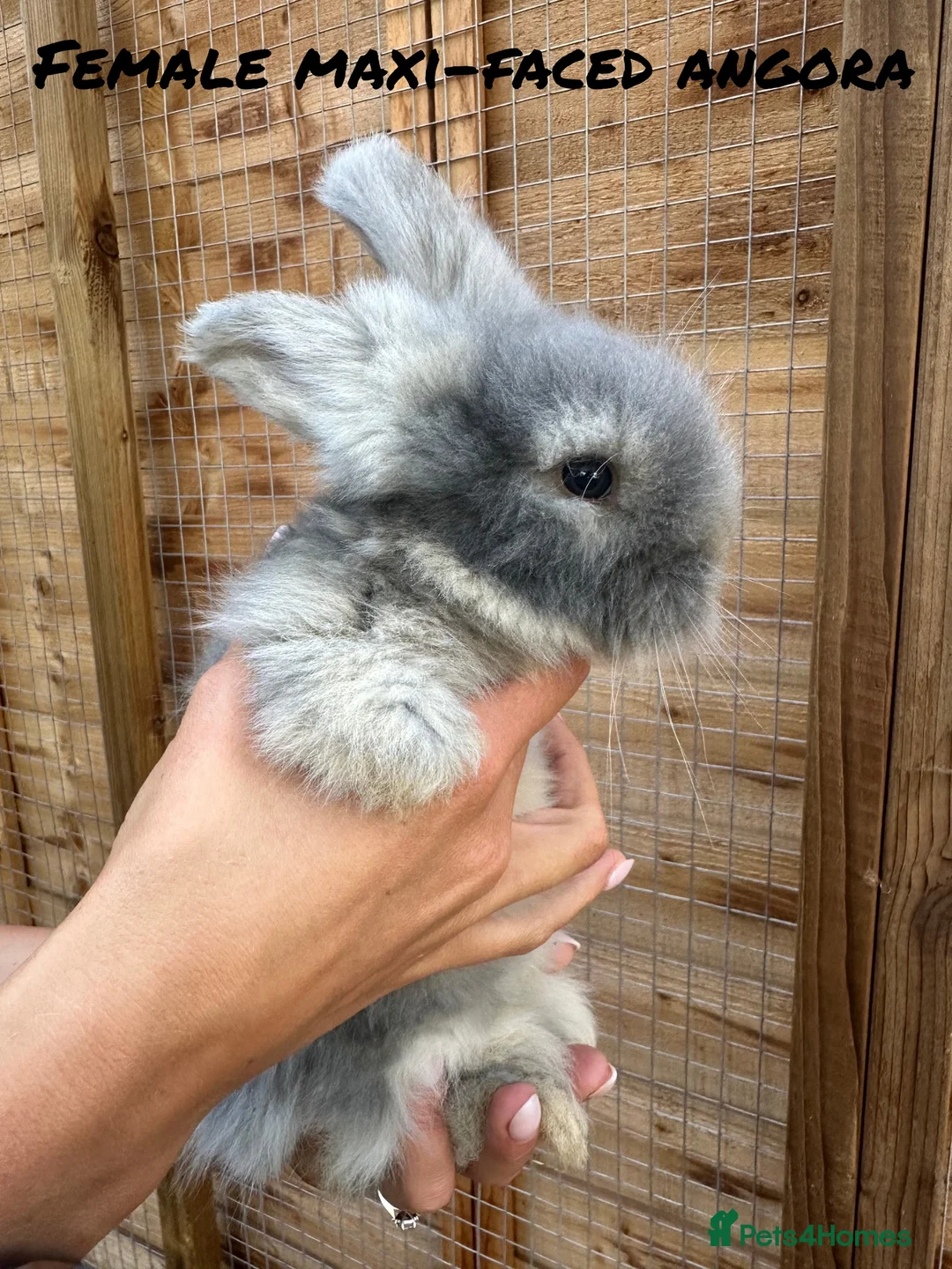 Angora rabbits for sale: Maxi-Faced Angora Babies - Advert 2