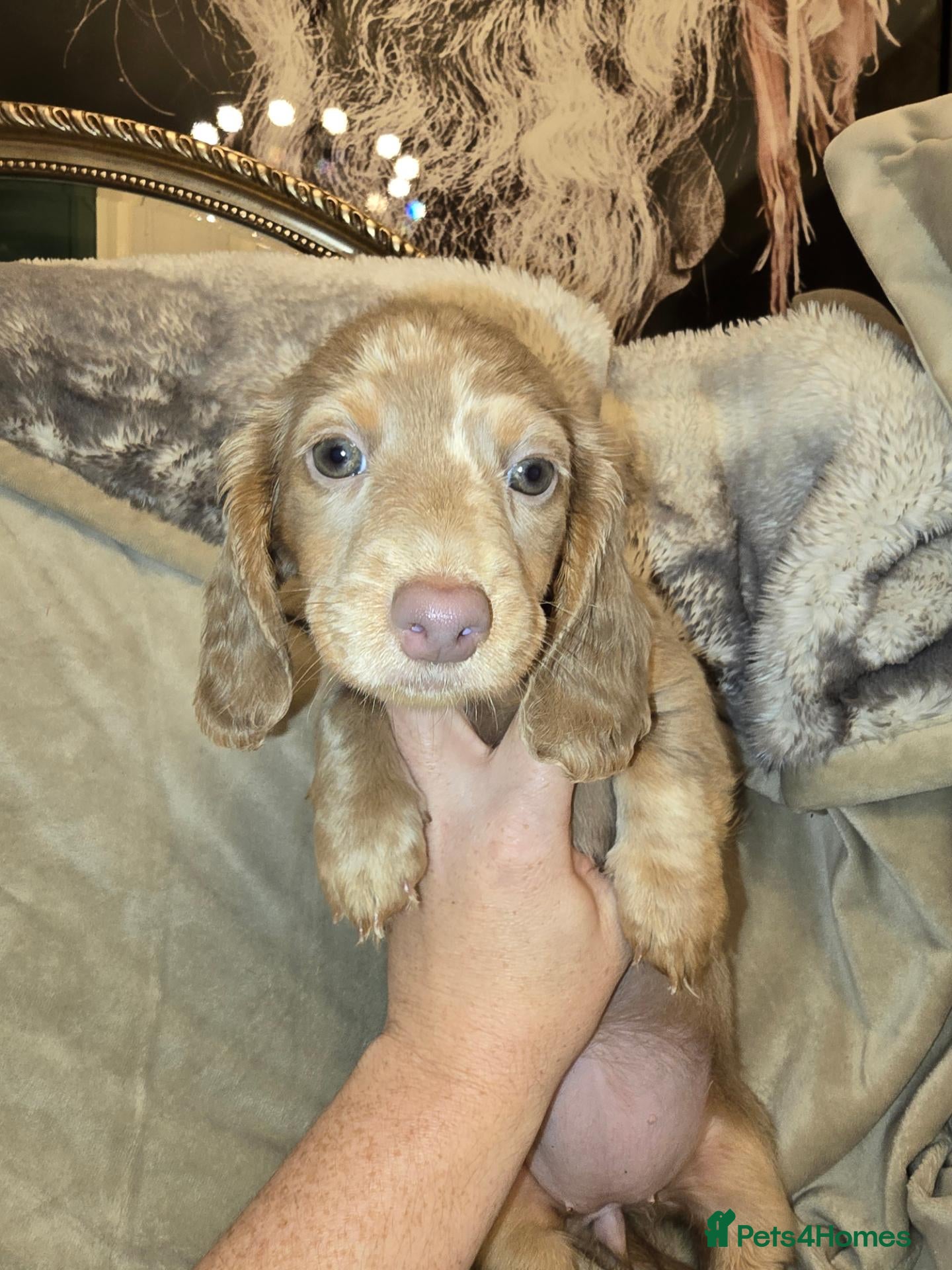 Miniature Dachshund dogs Last 3 puppys 💗💙READY NOW miniature Dashounds - Advert 2