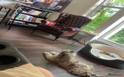 Miniature Poodle dogs for sale: Merle poodle baby - Image 9