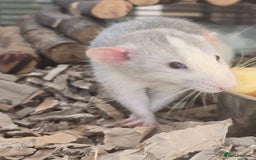 Rat rodents for sale: Babies rats, rex, dumbos and fancy - Image 23