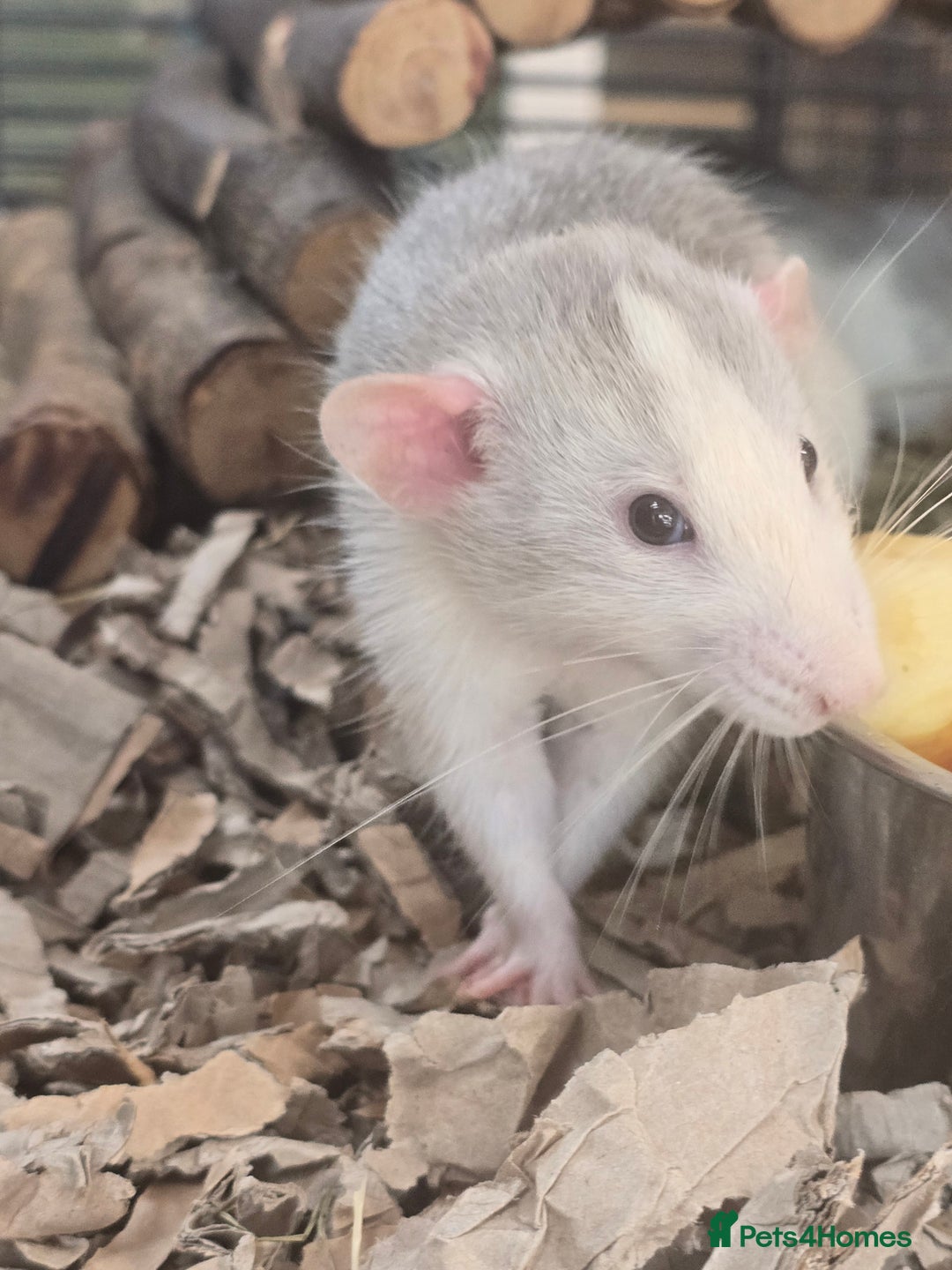 Rat rodents for sale: Babies rats, rex, dumbos and fancy - Image 23