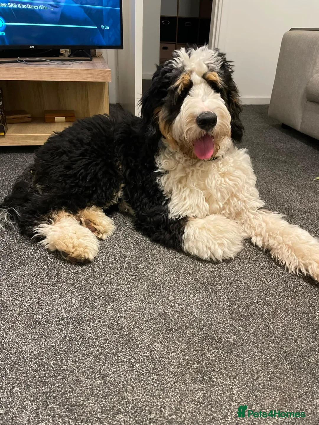 Mixed Breed dogs for sale: Beautiful Labrador x Bernedoodle Puppies 🐾 - Advert 11