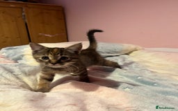 Bengal cats for sale: Bengal x Ragdoll Kittens - Advert 2