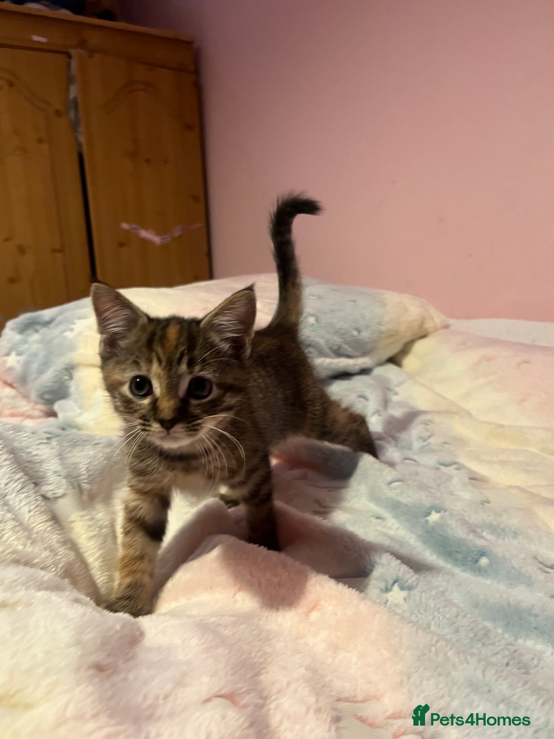 Bengal cats for sale: Bengal x Ragdoll Kittens - Advert 2