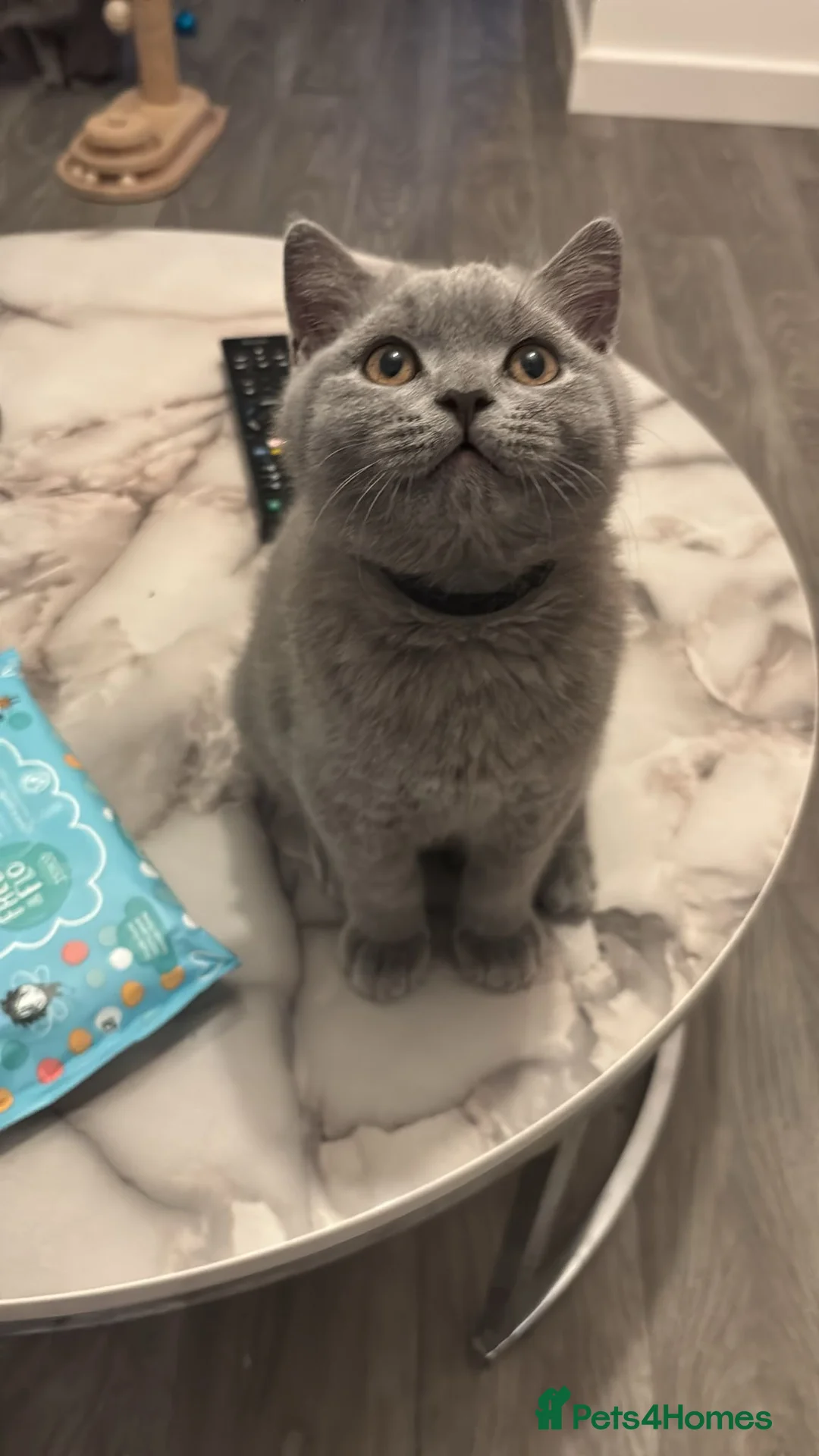 British Shorthair cats for sale: 🧸2 Remaining Chunky British Shorthair Kittens🧸 - Advert 15