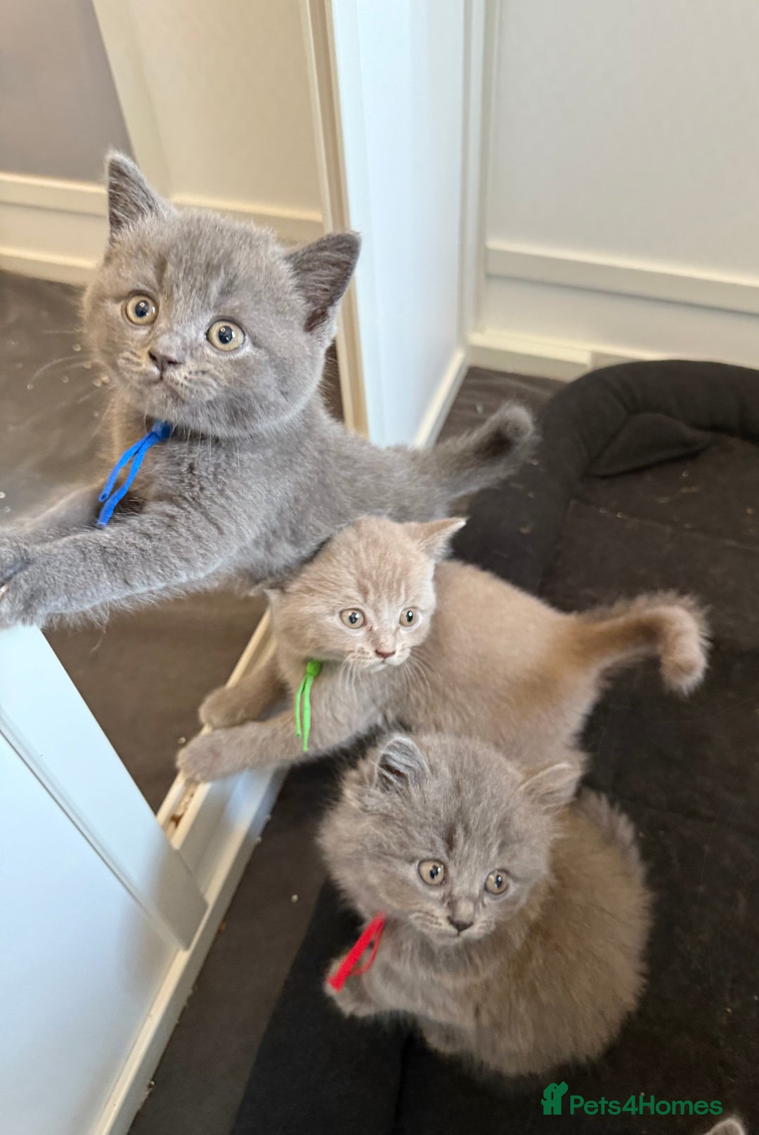British Shorthair cats for sale: Beautiful British short haired /British long hair  - Image 7