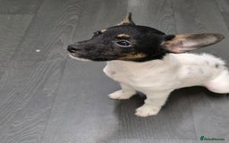 Jack Russell dogs for sale: Beautiful jack russel  - Advert 4