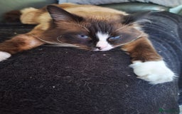 Ragdoll cats for sale: 3 loving ragdoĺls kittens for loving homes   - Image 7
