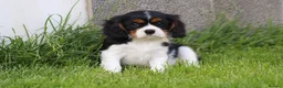 Cavalier King Charles Spaniel dogs for sale: Beautiful Cavalier King Charles Spaniel puppies - Advert 18