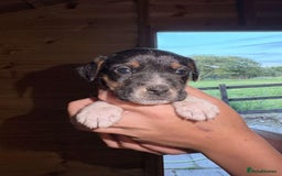 Jack Russell dogs for sale: Jack Russell puppies 5 boys left - Image 14