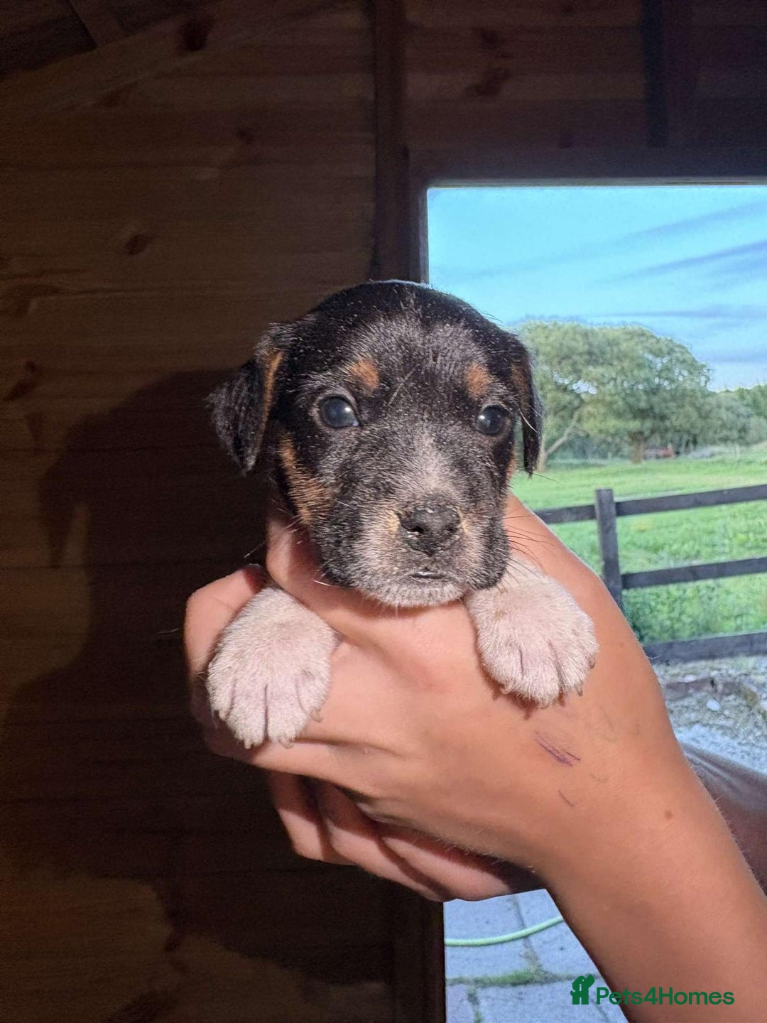 Jack Russell dogs for sale: Jack Russell puppies 5 boys left - Image 14