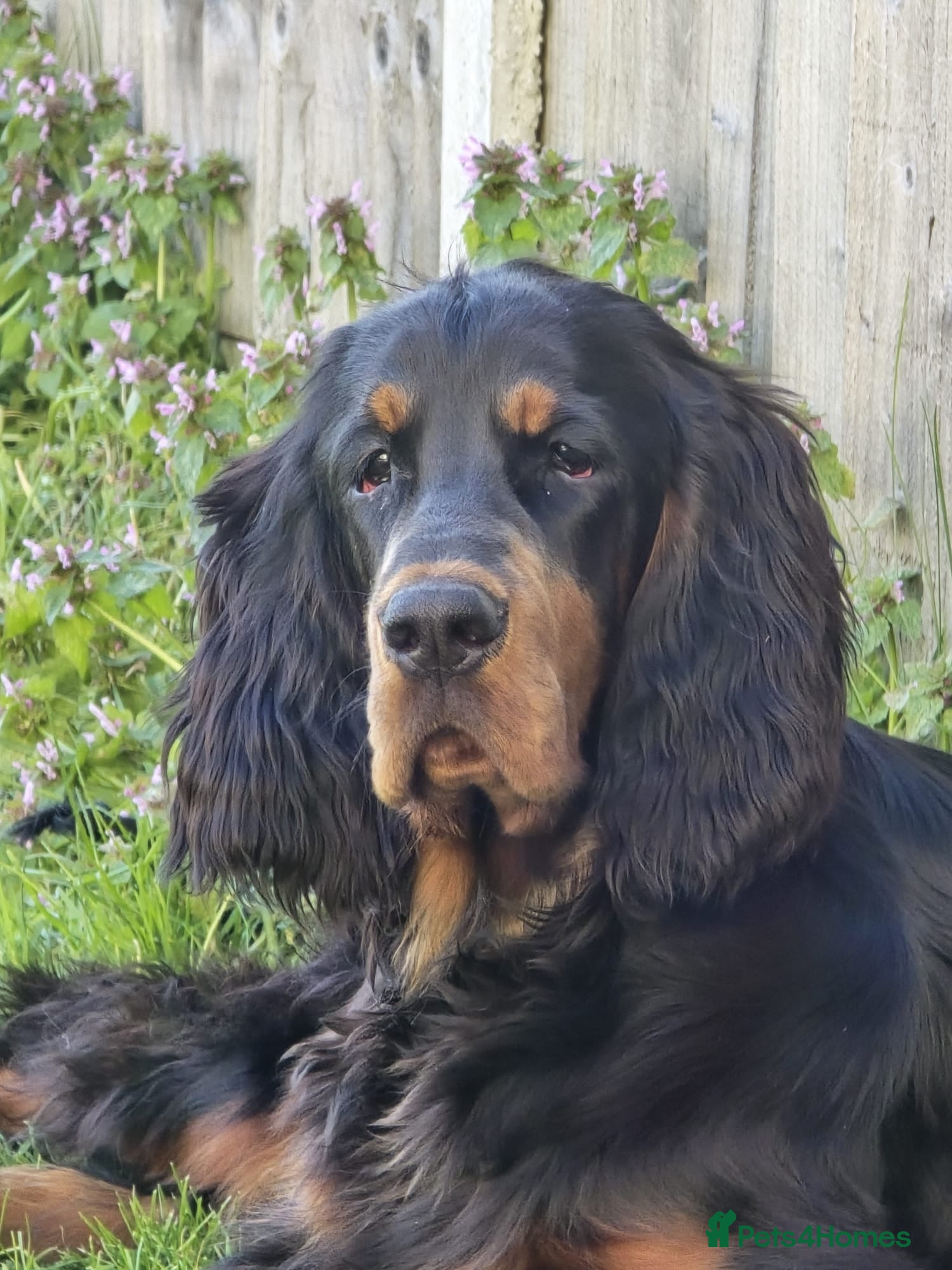 Gordon Setter dogs 10month old bitch puppy - Advert 7