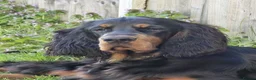 Gordon Setter dogs for sale: 10month old bitch puppy - Advert 1