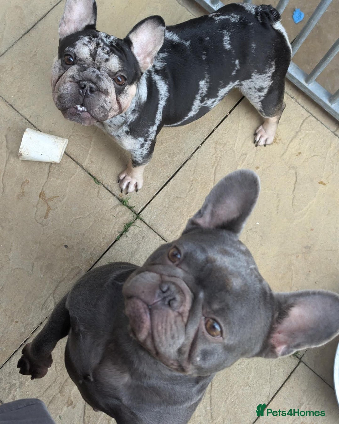 French Bulldog dogs for sale: 8 month old female  - Advert 3