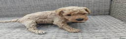 Cockapoo dogs for sale: Teddy cockapoo - Advert 16